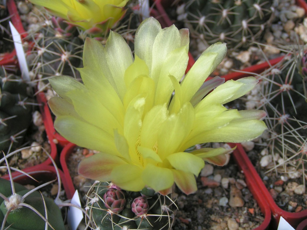 Gymnocalycium andreae vfechseri P 378